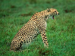 Sleepy Cheetah, Kenya, Africa